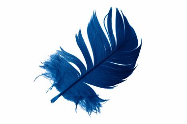 blue goose feather on a white isolated background
