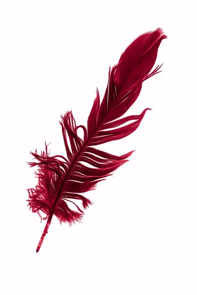 Red Goose Feather White Isolated Background — Stok fotoğraf