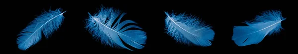 Blue Goose Feather Black Isolated Background — Fotografia de Stock