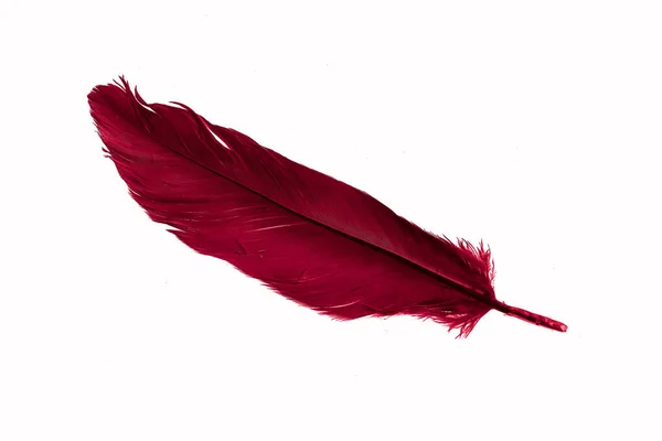 240,800+ Red Feathers Stock Photos, Pictures & Royalty-Free Images