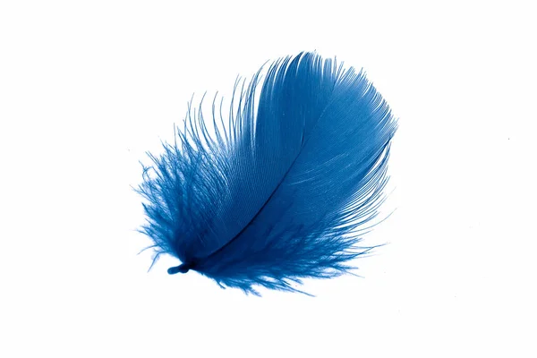Blauwe Ganzenveer Een Witte Geïsoleerde Achtergrond — Stockfoto