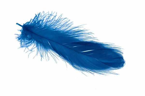 Синій Гусячий Перо Білому Ізольованому Фоні — стокове фото