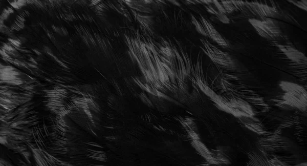 Plumas Halcón Negro Con Detalle Visible Fondo Textura —  Fotos de Stock