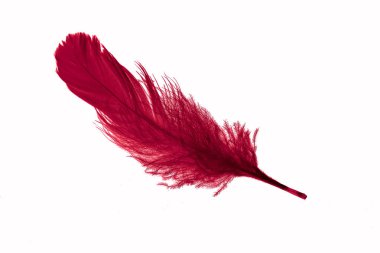 red goose feather on a white isolated background