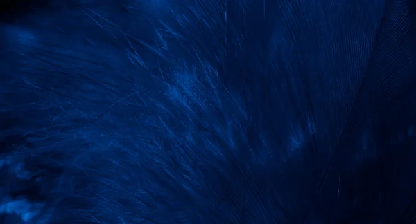 青い鷹の羽目に見える詳細 背景や質感 — ストック写真
