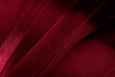 Kırmızı tüylü güvercin makro fotoğrafı. doku veya arkaplan