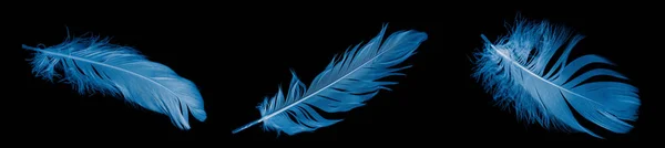 Blue Goose Feather Black Isolated Background — Stock fotografie