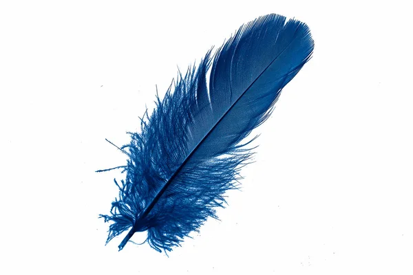 Blue Goose Feather White Isolated Background — Foto de Stock