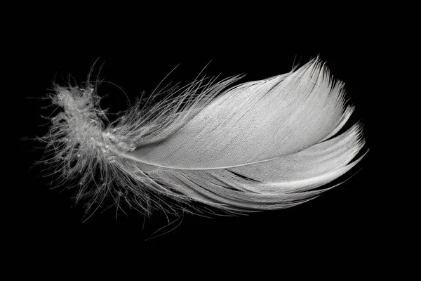 White Feather Goose Black Background — стоковое фото
