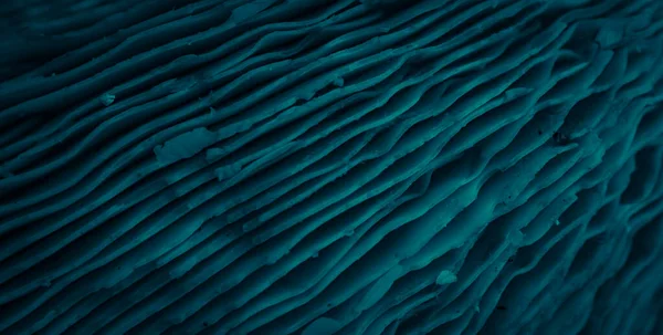 Blauer Boden Des Pilzes Mit Kiemen — Stockfoto