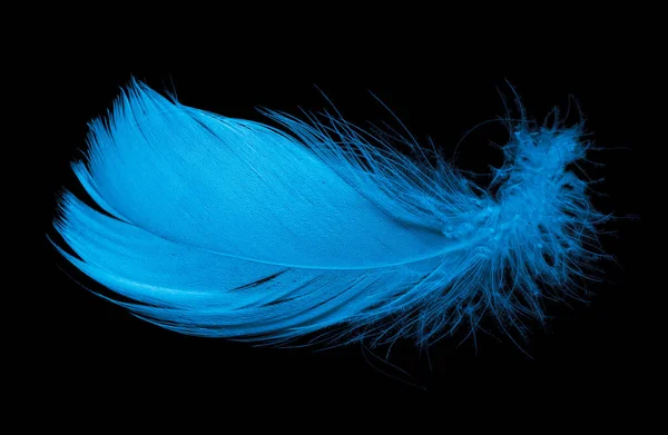 Blue Goose Feather Black Isolated Background — Stok fotoğraf