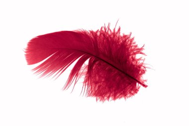 Beyaz izole bir arkaplanda kırmızı kaz tüyü