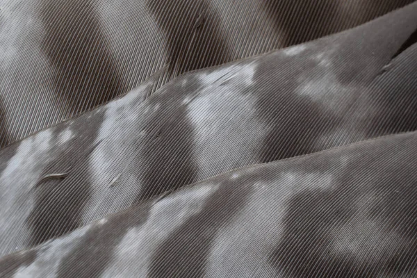 Jestřábí Peří Viditelnými Detaily Pozadí Nebo Textura — Stock fotografie