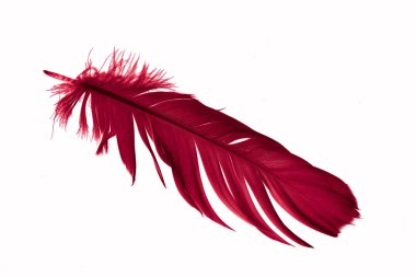 red goose feather on a white isolated background