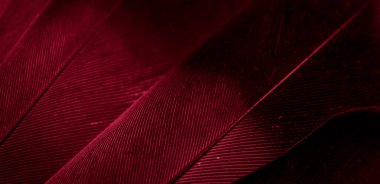 Kırmızı tüylü güvercin makro fotoğrafı. doku veya arkaplan