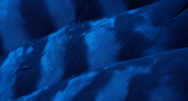 Mavi Şahin Tüyleri Görünür Detaylarla Arkaplan Veya Doku — Stok fotoğraf