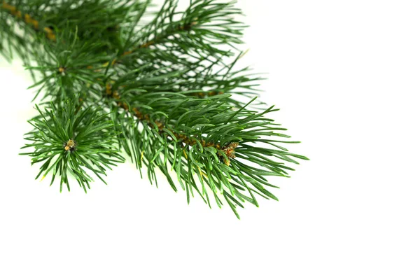 Spring Pine White Isolated Background — Stock Photo, Image