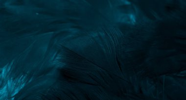 Mavi şahin tüyleri görünür detaylarla. arkaplan veya doku