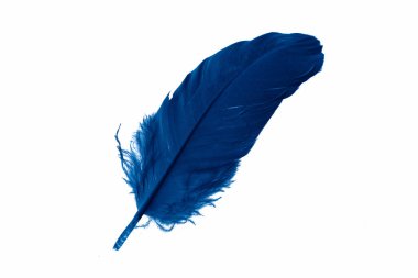 Beyaz izole bir arkaplanda mavi kaz tüyü