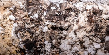 Görünür dokuya sahip yanmış ahşaptan kül.