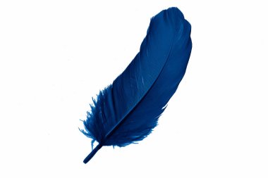 Beyaz izole bir arkaplanda mavi kaz tüyü