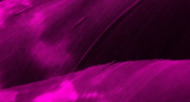 görünür detay ile mor atmaca tüyleri. arkaplan veya doku