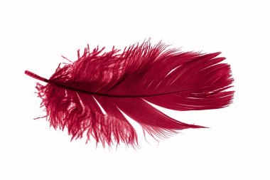 Beyaz izole bir arkaplanda kırmızı kaz tüyü