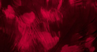 Kızıl Şahin tüyleri görünür detaylarla. arkaplan veya doku