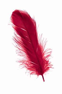 Beyaz izole bir arkaplanda kırmızı kaz tüyü