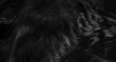 Kara Şahin tüyleri görünür detaylarla. arkaplan veya doku