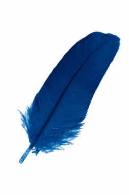 Beyaz izole bir arkaplanda mavi kaz tüyü