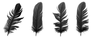 Beyaz izole bir arkaplanda siyah kaz tüyü