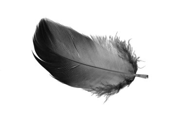Beyaz izole bir arkaplanda siyah kaz tüyü