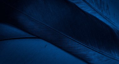 Mavi tüylü güvercin makro fotoğrafı. doku veya arkaplan