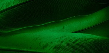 Yeşil tüylü güvercin makro fotoğrafı. doku veya arkaplan