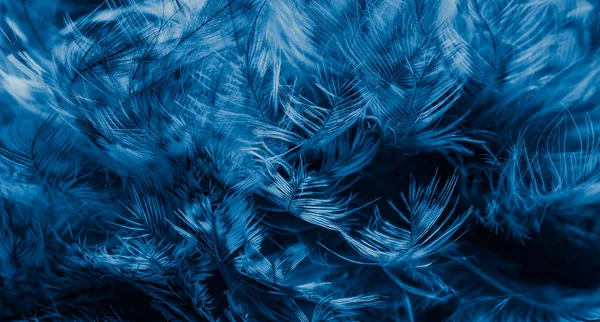 blue  feathers of the owl with visible details
