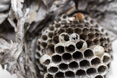 old wasp nest on white isolated background