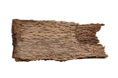 brown beech bark on white isolated background