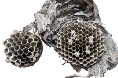 old wasp nest on white isolated background