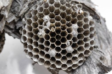 old wasp nest on white isolated background