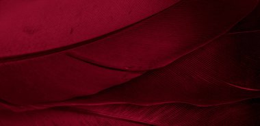 Kırmızı tüylü güvercin makro fotoğrafı. doku veya arkaplan