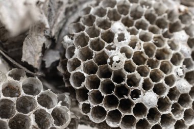 old wasp nest on white isolated background