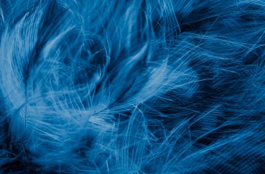 blue  feathers of the owl with visible details