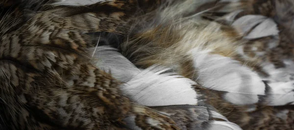 white and white feathers of the owl
