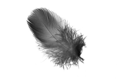 Beyaz izole bir arkaplanda siyah kaz tüyü