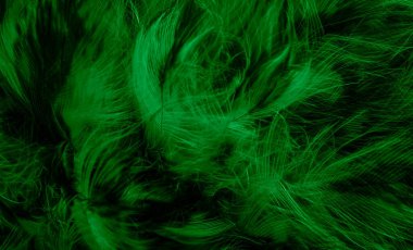 green  feathers of the owl with visible details