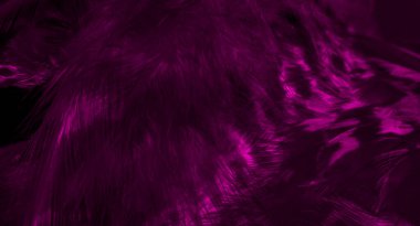 görünür detay ile mor atmaca tüyleri. arkaplan veya doku