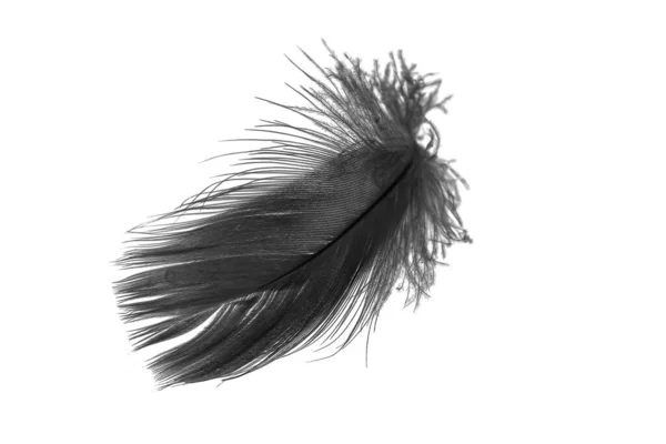 Black Goose Feather White Isolated Background — Foto Stock
