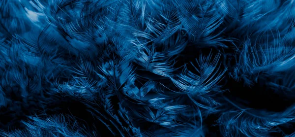 blue  feathers of the owl with visible details
