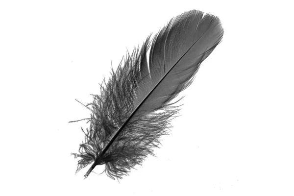 Black Goose Feather White Isolated Background —  Fotos de Stock